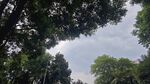 仰視茂密樹林樹冠