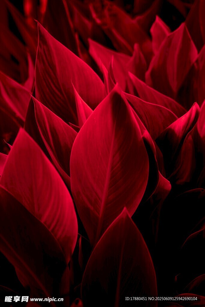 深紅花瓣