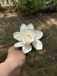 手捧潔白梔子花
