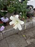 路邊綻放的美麗白百合花