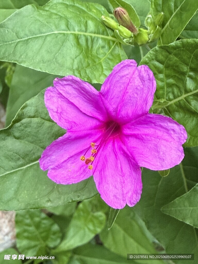 一朵紫茉莉