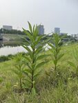 河畔綠植景觀