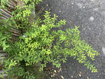 繡線菊