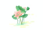 荷花插畫
