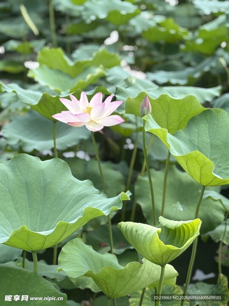 綻放的粉色荷花與荷葉