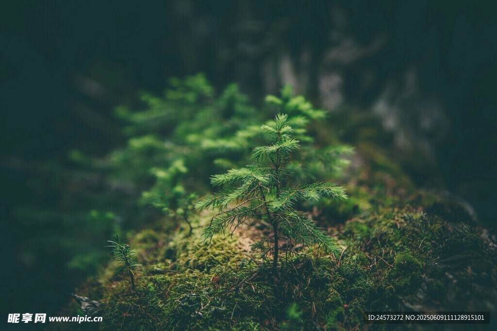 林間嫩綠苔蘚與新生植物