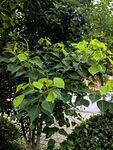 綠葉繁茂的樹木景觀
