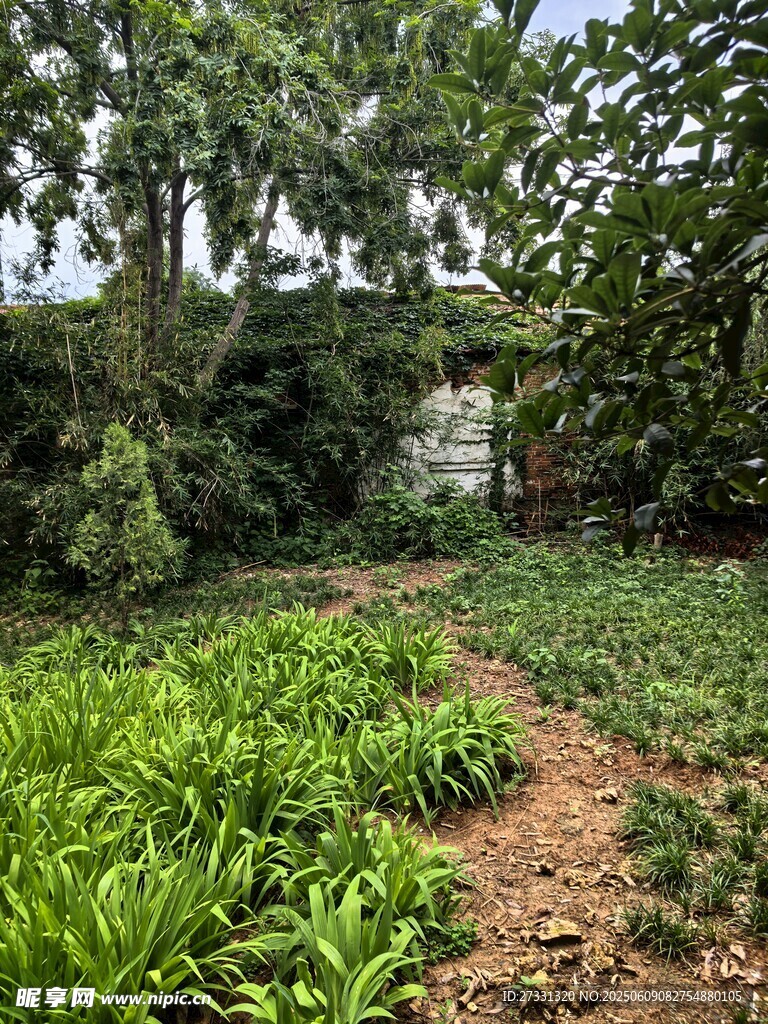 鄉(xiāng)村綠意盎然的菜園小徑