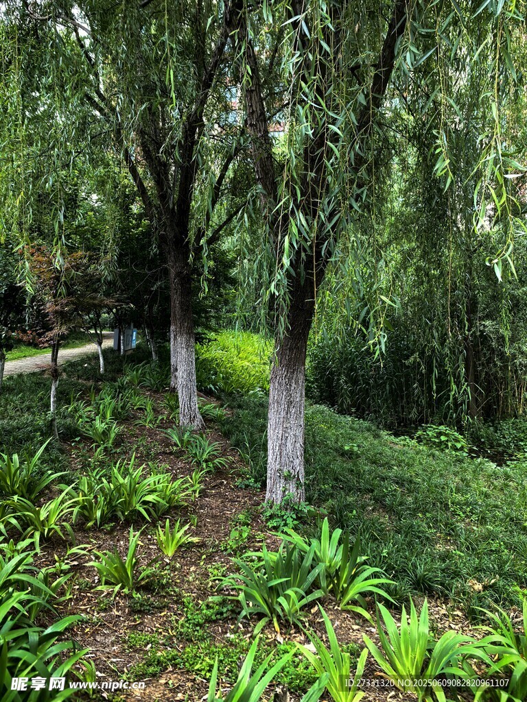 蔥郁樹林中的自然景致