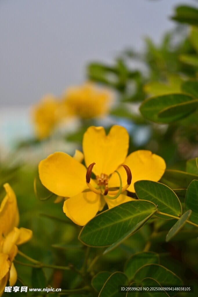 黃色小花綻放綠葉間