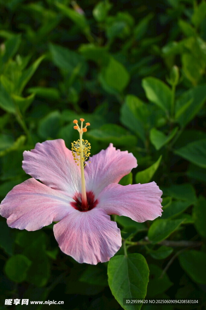 粉色木槿花綻放綠葉間