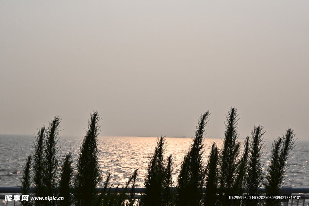 海邊植物映著落日余暉