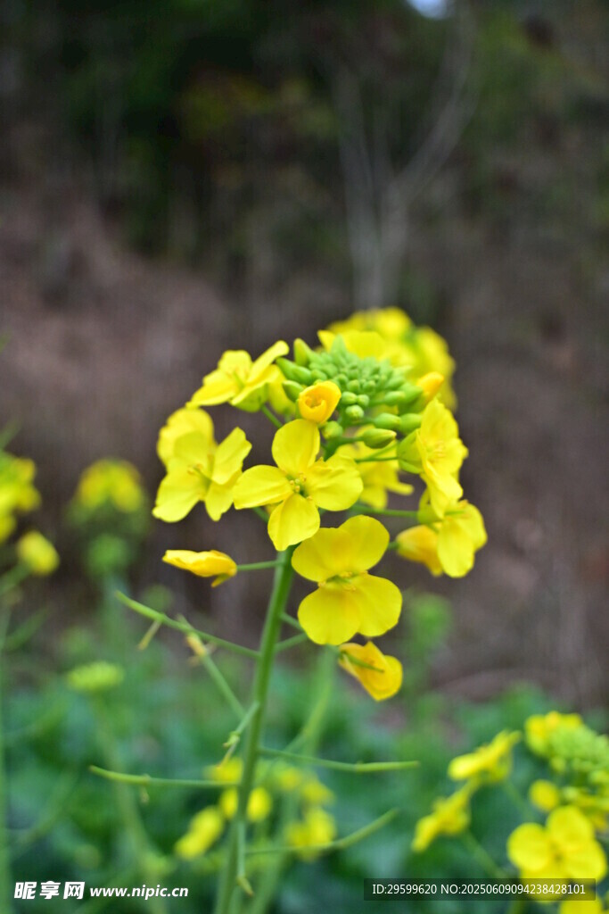 綻放的黃色油菜花