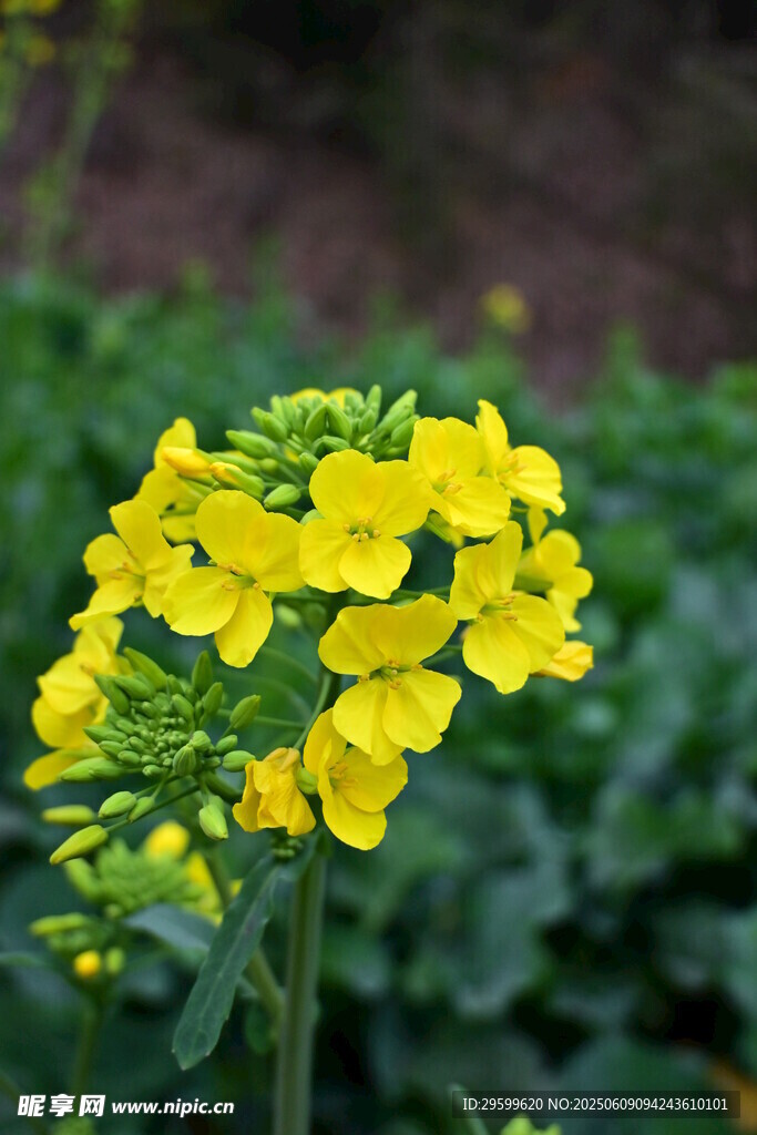 綻放的黃色油菜花