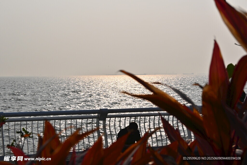 海邊植物與波光粼粼海面