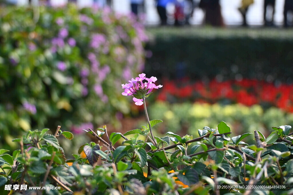 嬌艷小花綻放于綠植間