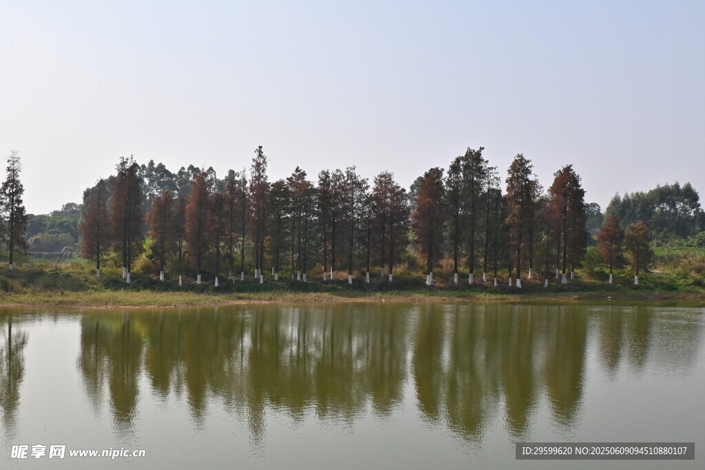 湖畔樹林倒影寧靜美景