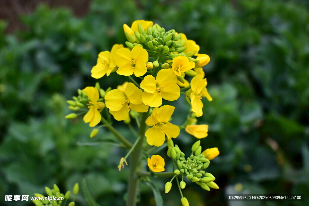 綻放的黃色油菜花