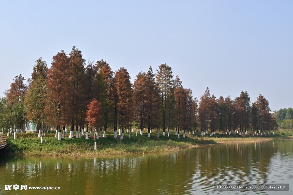 湖畔紅杉林秋日美景