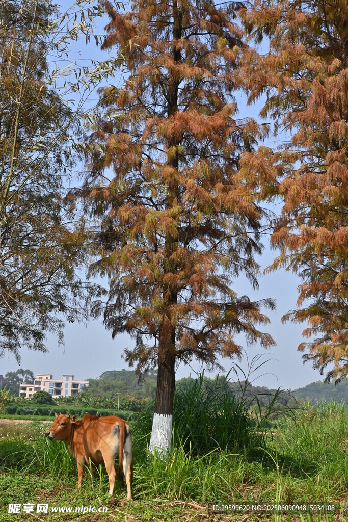 田野中牛與變色樹木景象