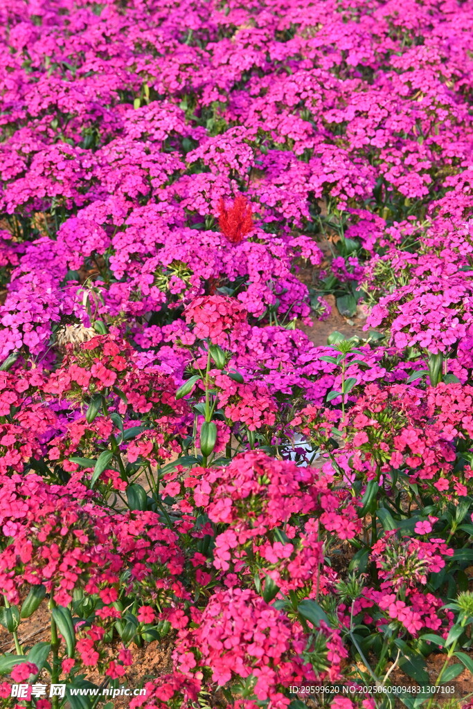絢爛粉紅花海美景
