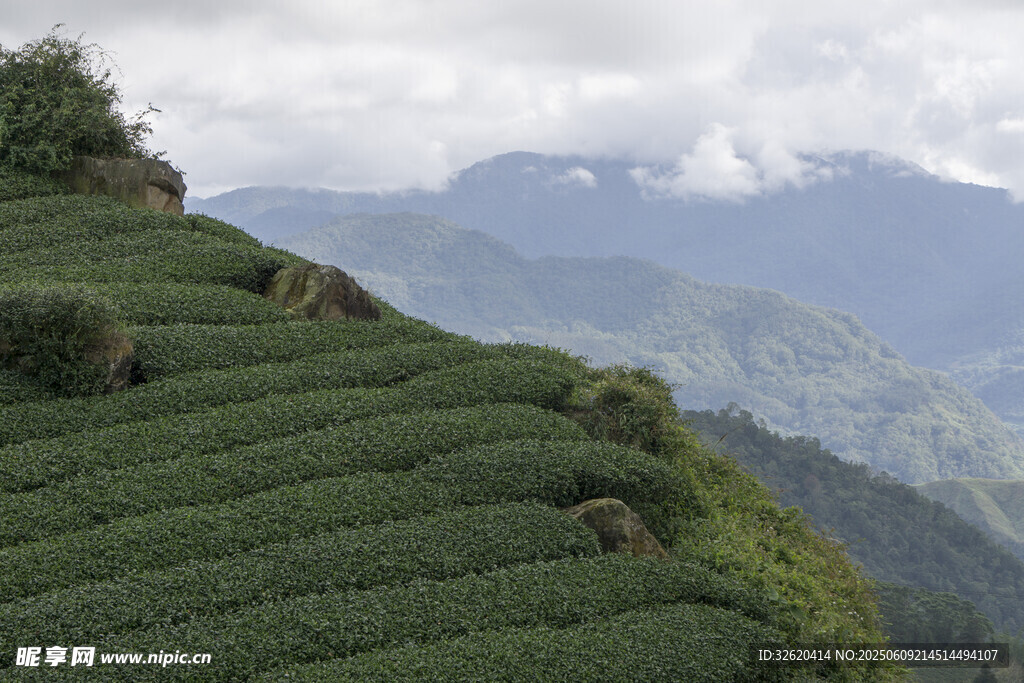 山間層層疊翠的茶園風(fēng)光