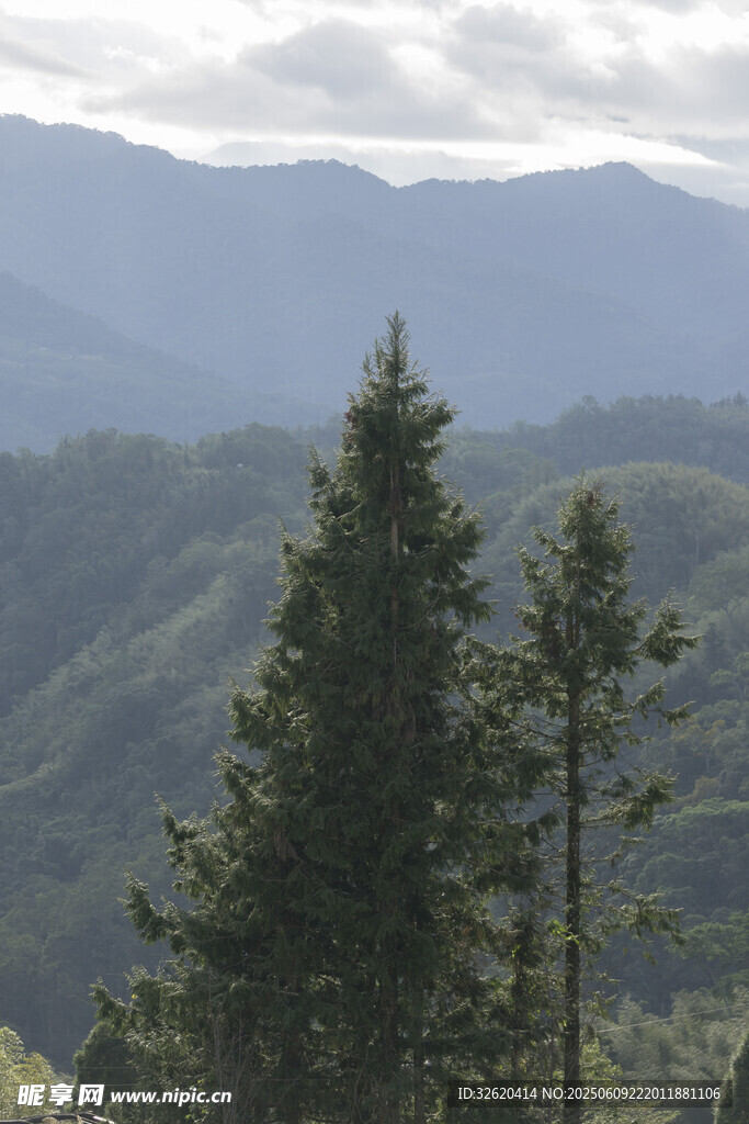 山間挺拔松樹與連綿山脈