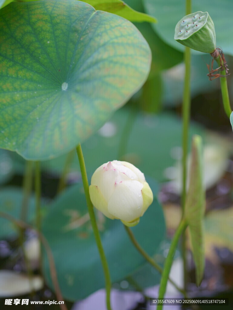 含苞待放的清新白荷花