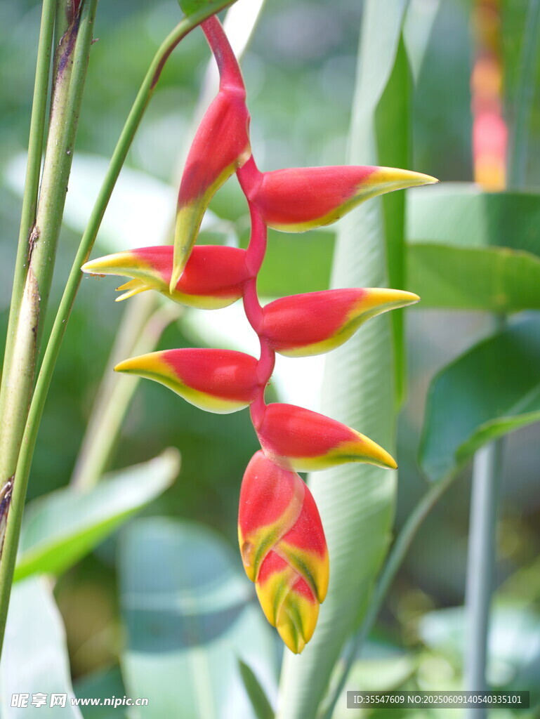 艷麗蝎尾蕉花朵特寫