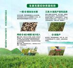 生姜無菌切塊育苗優勢