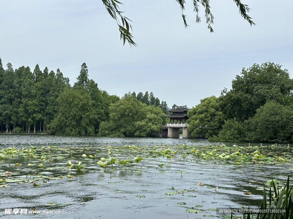 湖畔綠意濃 湖面荷葉景