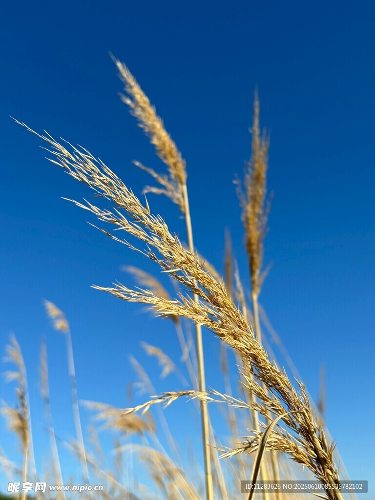 金黃麥穗特寫