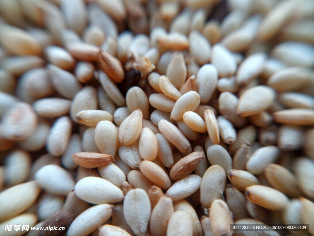 飽滿的松子特寫