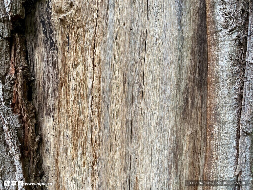 老舊樹干紋理特寫