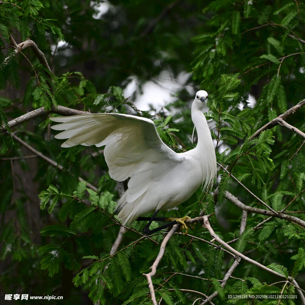 白鳥(niǎo)展翅于翠綠枝頭