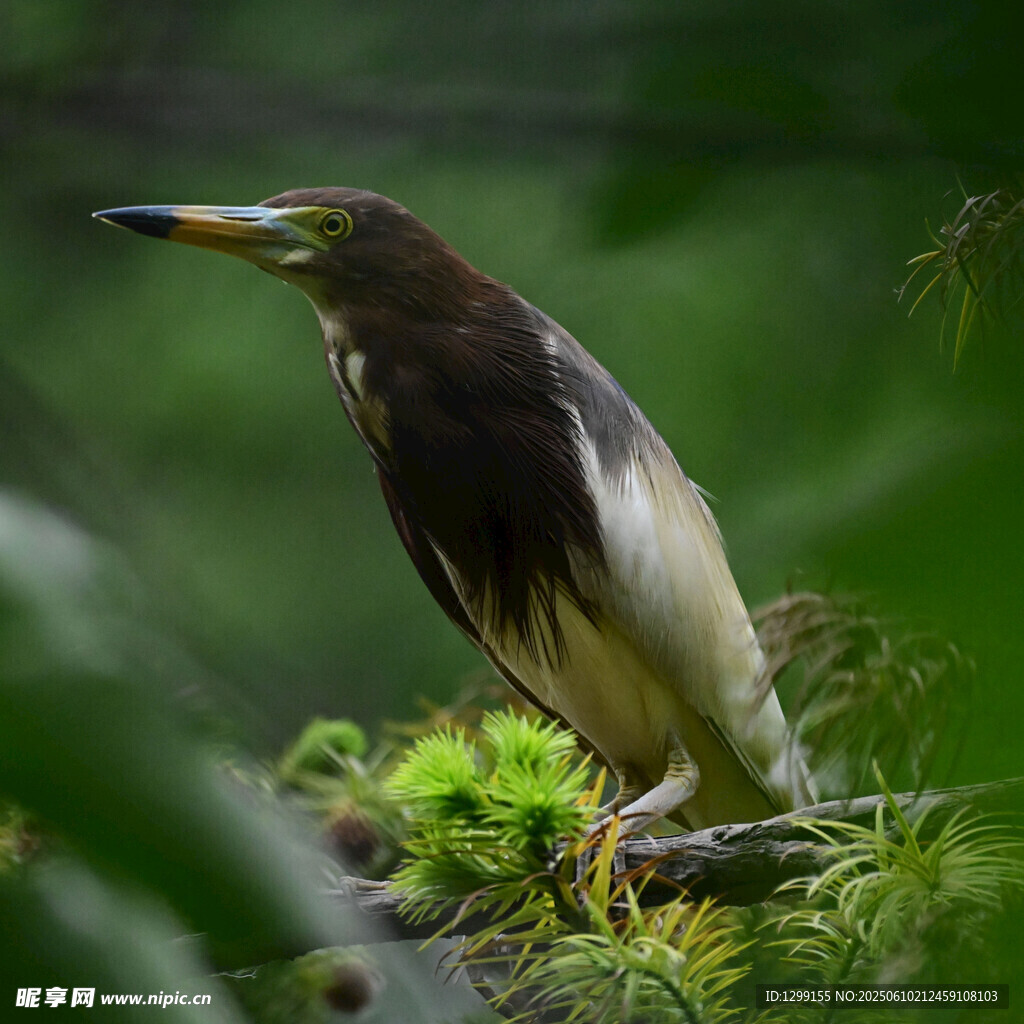 溪邊站立的美麗鷺鳥