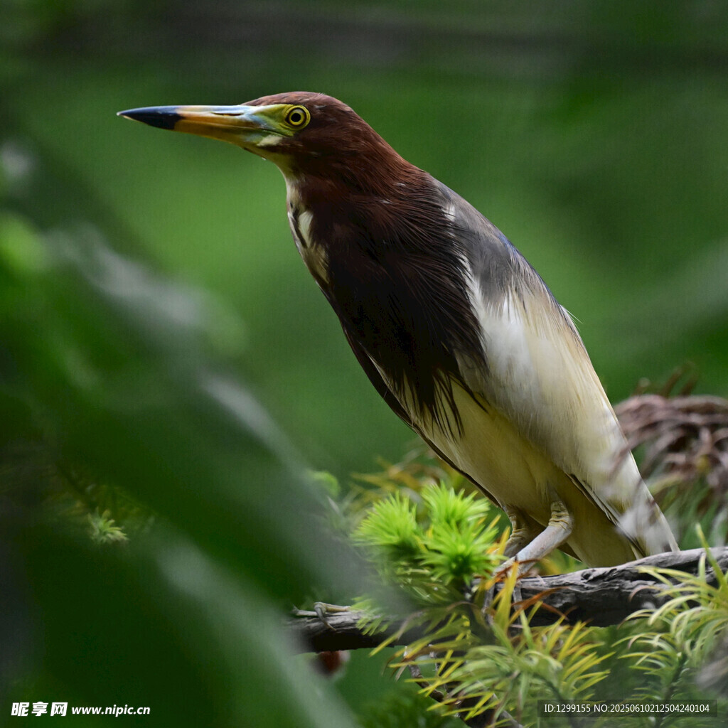 綠枝上的多彩鷺鳥