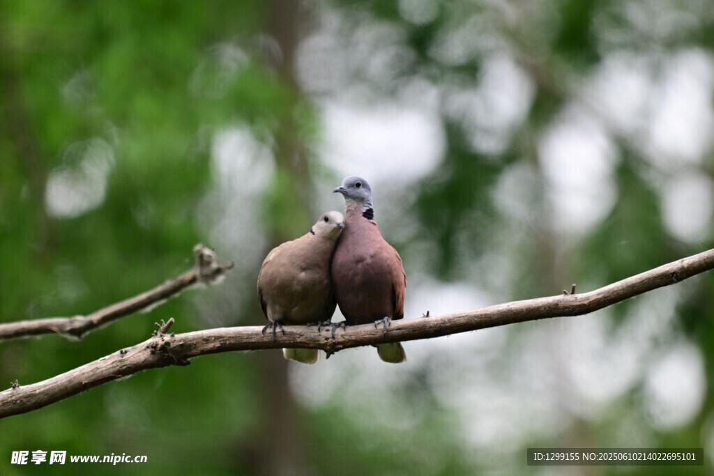 枝頭雙火斑鳩