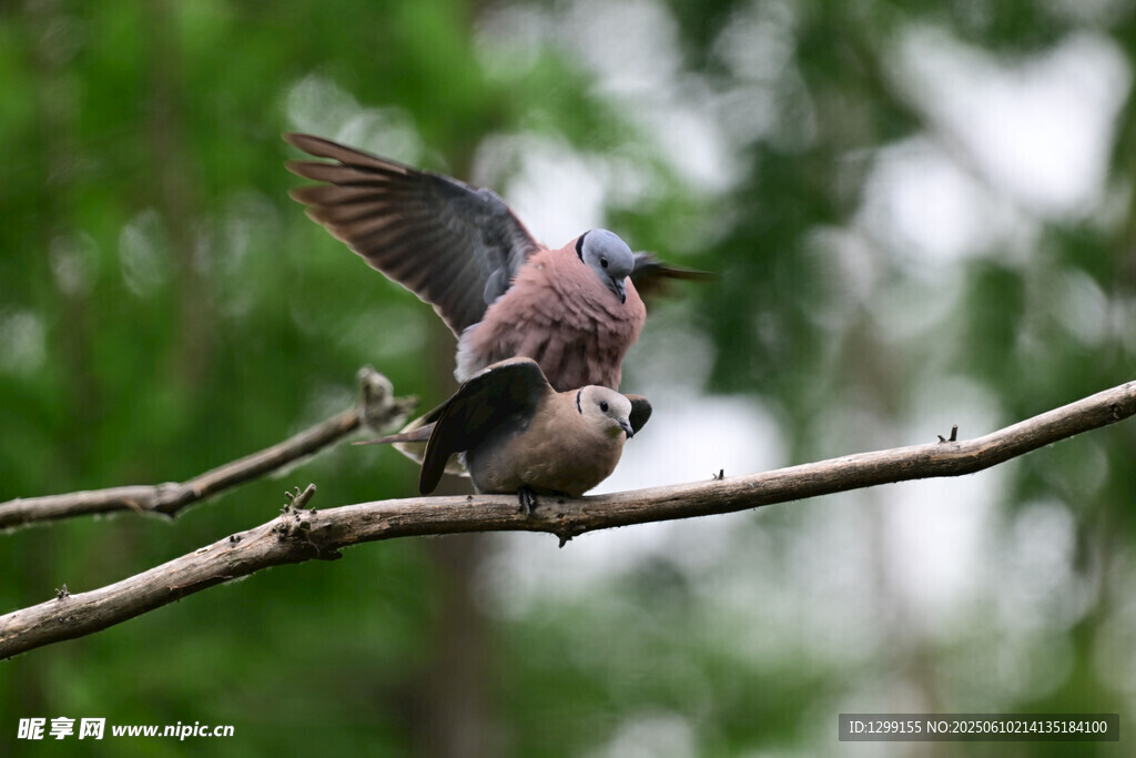 樹枝上踩背的兩只火斑鳩
