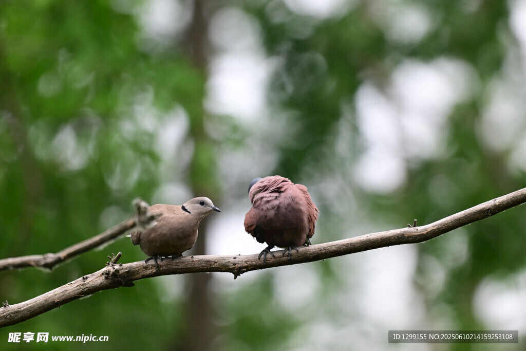 雙鳥棲于枝上火斑鳩