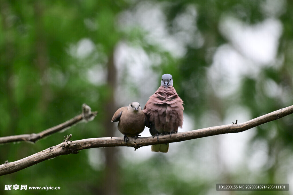 樹枝上親昵的兩只火斑鳩