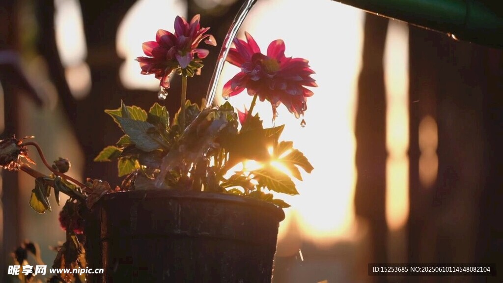 夕陽下的盆栽花卉