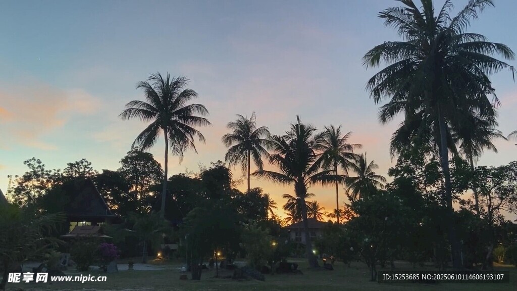 夕陽下的棕櫚樹美景