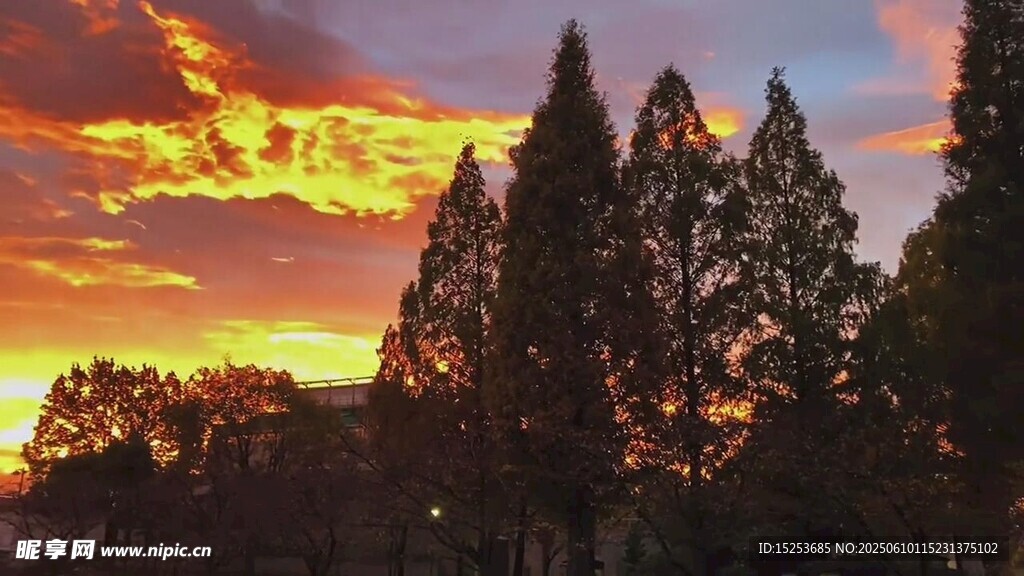 夕陽下的樹林美景