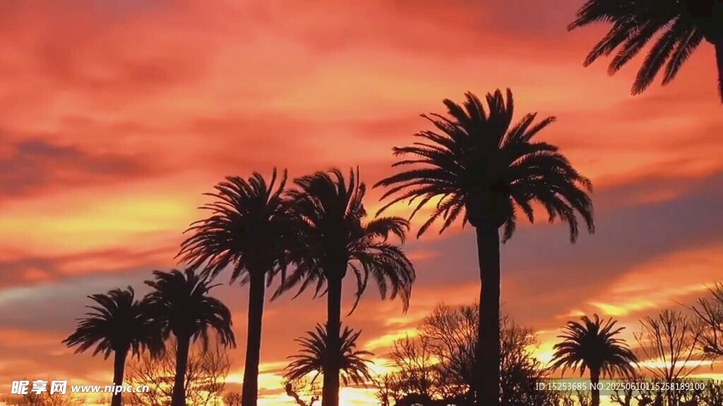 夕陽下的棕櫚樹剪影