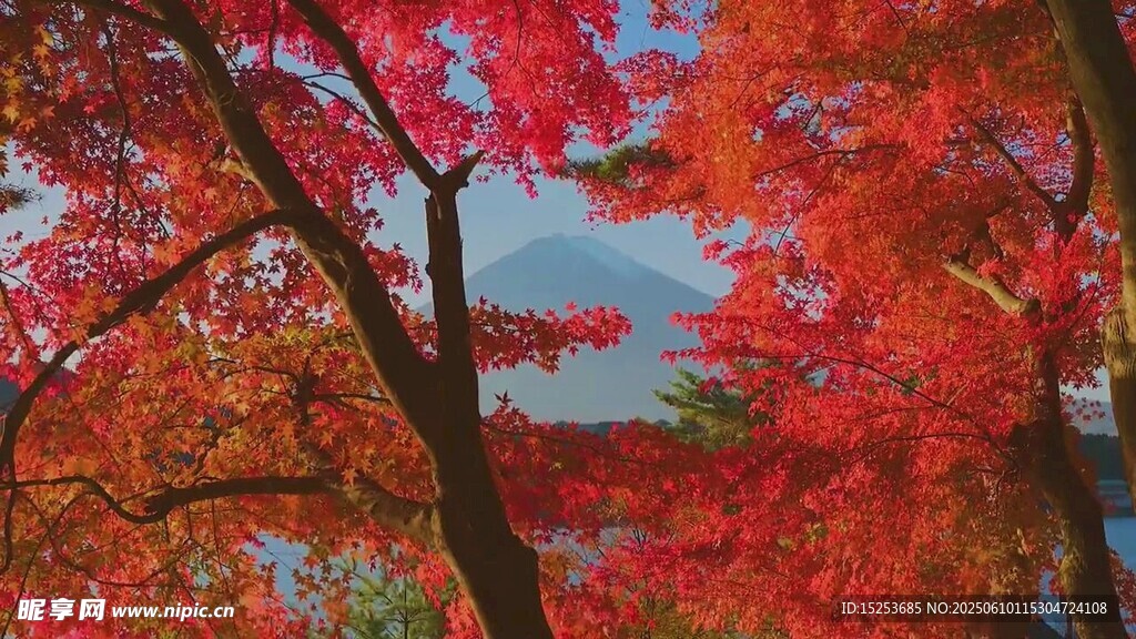 秋日紅楓美景
