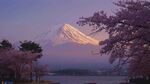 富士山下爛漫櫻花景