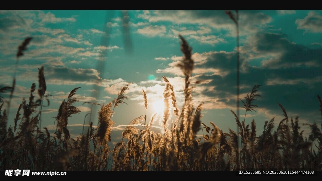夕陽下的蘆葦美景