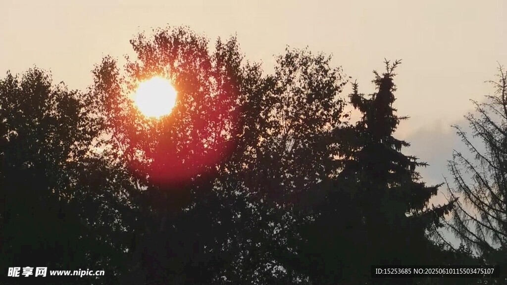 夕陽透過樹林灑下光芒