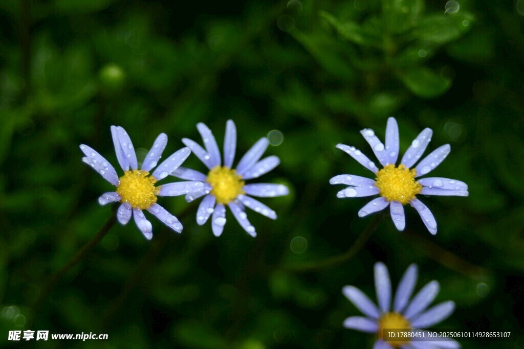 馬蘭花